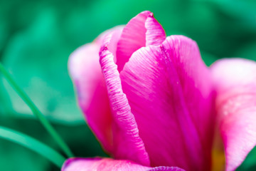Purple Tulip on a green background