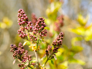 Purple buds of Hungarian lilac, Syringa josikaea, growing in the sunlight, closeup with selective focus and copy space
