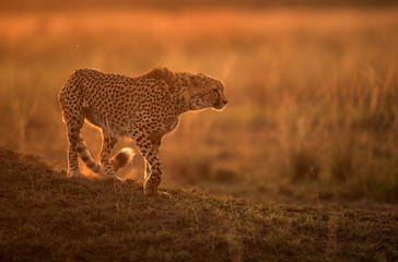 Cheetah during sunset at Masai Mara