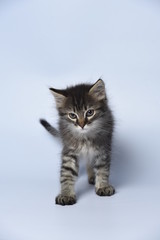 british shorthair cat