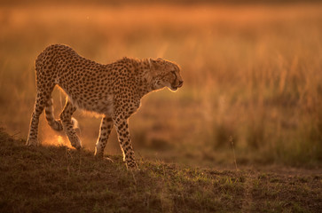Cheetah in the evening light, Masai Mara