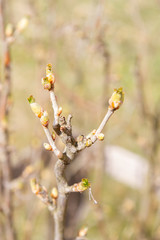 The buds on the blackcurrant Bush blooming in the spring