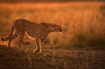 Cheetah moving down a mound during dusk
