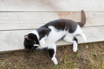 Home black and white cat walks in the yard in the spring