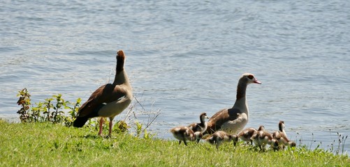 Gänsefamilie am Seeufer