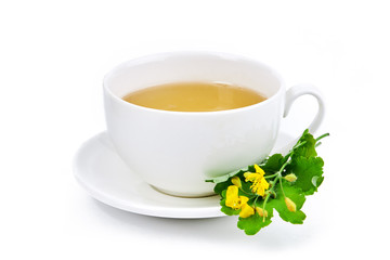 herbal medicine celandine green tea isolated on white background. natural medical remedy concept.