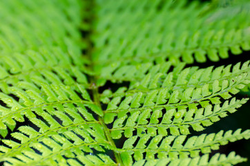 green fern growing outdoors in nature