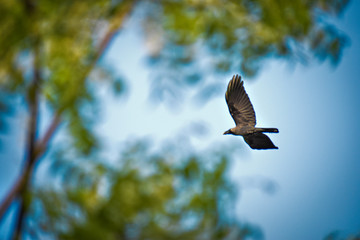 Bird are flying in the light blue sky reaching for the sun .a bi