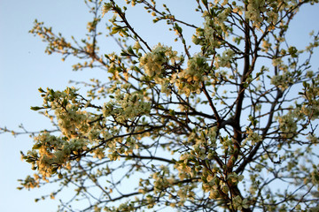 Garden in Spring