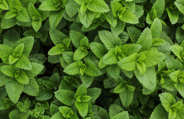 Background of lemon balm (Melissa officinalis) leaves. Texture/backdrop of aromatic plant,homemade grown