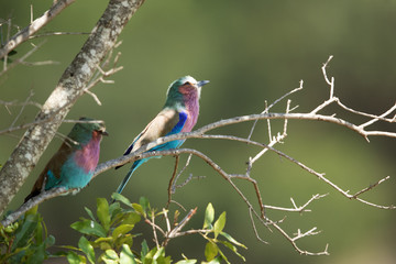 A pair of beautiful Lilac-breasted roller