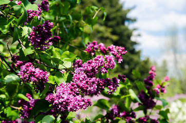 Obraz premium Spring lilac banches in the garden