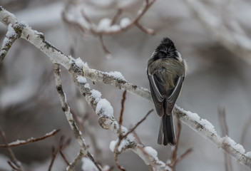 winter chickadee in snow
