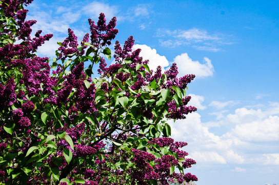Lilac tree with flowers stock photo