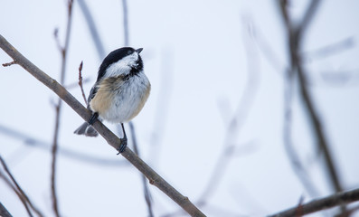 winter chickadee in snow