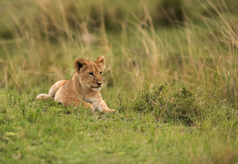 Fototapeta na wymiar Lion cub resting on the grass, Masai Mara