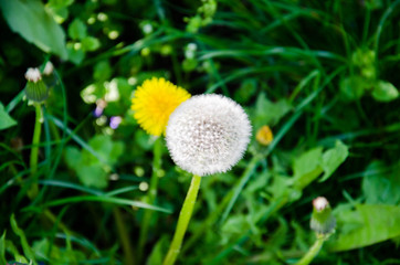 Summer Dandelions in the Green Grass Stock Photo