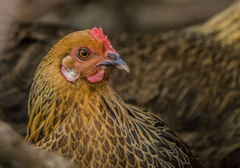 chicken hen close up