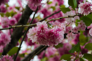 Pink cherry blossom sakura stock image