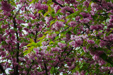 Blossoming cherry tree with pink flowers stock photo