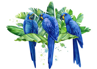 composition with tropical birds, hyacinth parrots, palm leaves, strelitzia flowers on an isolated transparent background, watercolor illustration © Hanna