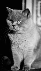Portrait of British shorthair grey cat. Embarrassed, surprised and shocked look