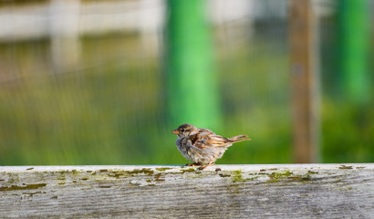 House sparrow (Passer domesticus) family sparrows (Passeridae) - Europe