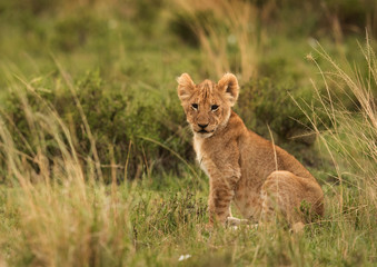 Lion cub in the grasses, Masai Mara