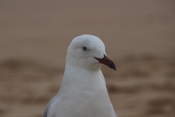 seagull on the beach