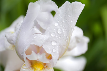white iris flower, with raindrops, closeup
