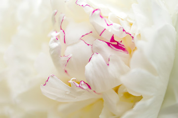 white peony flower, with raindrops, closeup