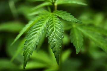 Green hemp leaves, close up