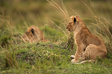 Lion cubs in the evening hours at Masai Mara