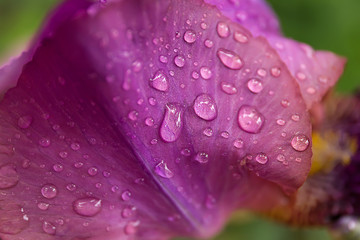 violet iris flower, with raindrops, closeup