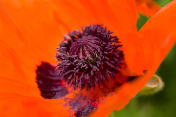 Red poppy flower close up