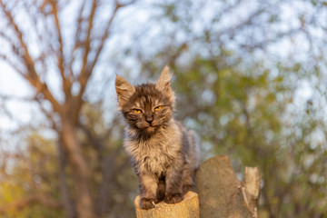 Little gray kitten sits on a tree, close up