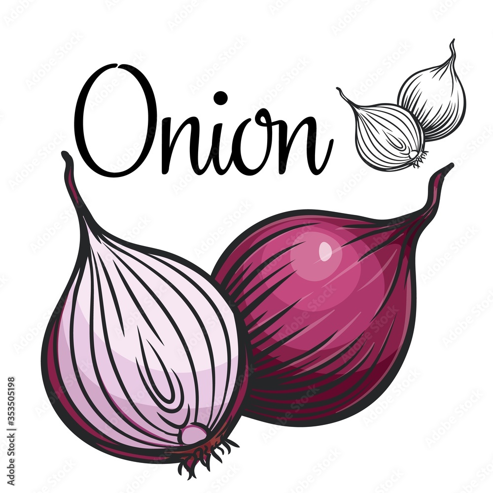 Poster onion vector drawing icon - Posters