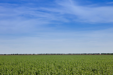 green field of unripe sunflower on a hot summer day