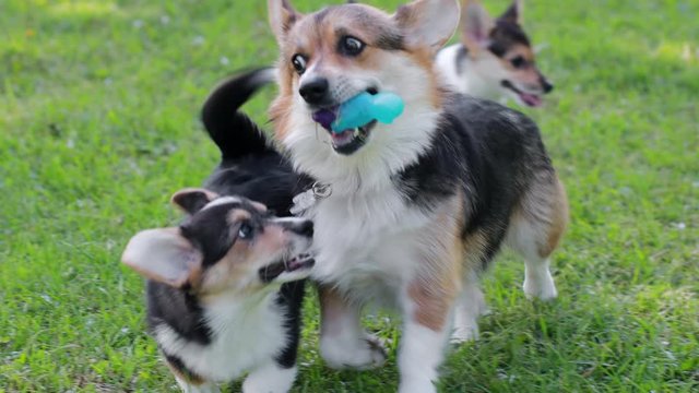 Adult Pembroke welsh corgi playing with a rubber dog  toy 
