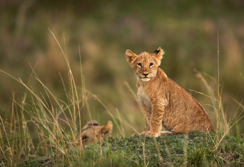Lion cub