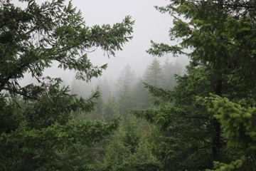 Fog and Trees