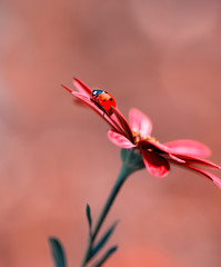 Beautiful ladybug on leaf defocused background