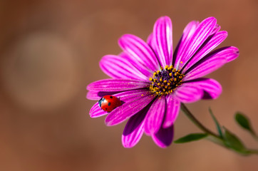 Beautiful ladybug on leaf defocused background