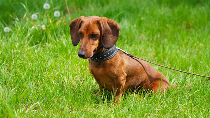 Funny dog dachshund on a walk against the background of green spring grass. A pet favorite...