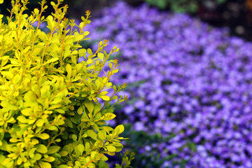 Yellow barberry shrub in a garden