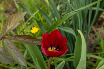 Saturratrd red tulips that grow in the garden.