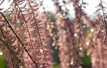 tamarix branch in bloom, after rain, close-up with water drops and nice bokeh