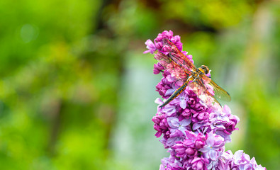 A big golden dragonfly sitting on purple  lilac inflorescence on bright green background