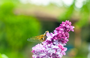 A big golden dragonfly sitting on purple  lilac inflorescence on bright green background