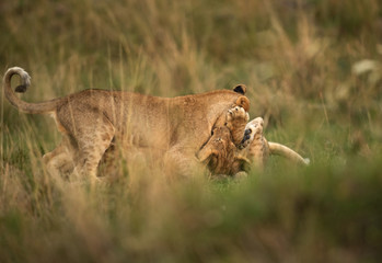Lion cubs playing in the grasses at Masai Mara